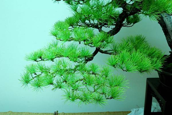 DSC_7185.jpg DSC_7185.jpg