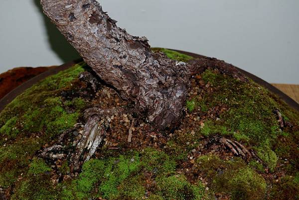 DSC_7204.jpg DSC_7204.jpg