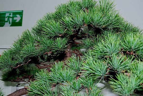 DSC_7207.jpg DSC_7207.jpg