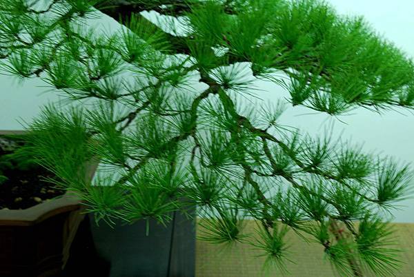 DSC_7211.jpg DSC_7211.jpg