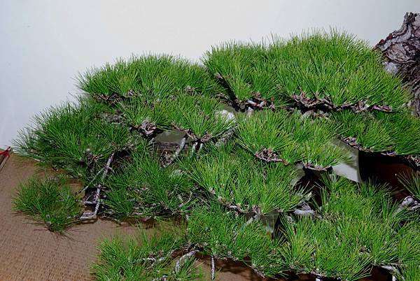 DSC_7218.jpg DSC_7218.jpg