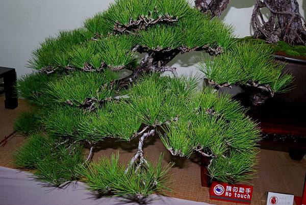 DSC_7219.jpg DSC_7219.jpg