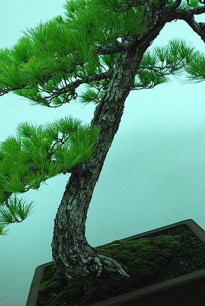 DSC_7223.jpg DSC_7223.jpg