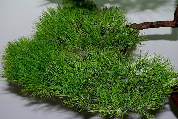 DSC_7231.jpg DSC_7231.jpg