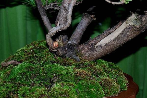 DSC_7233.jpg DSC_7233.jpg