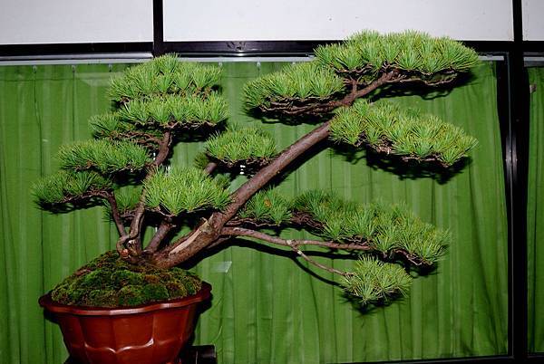 DSC_7234.jpg DSC_7234.jpg