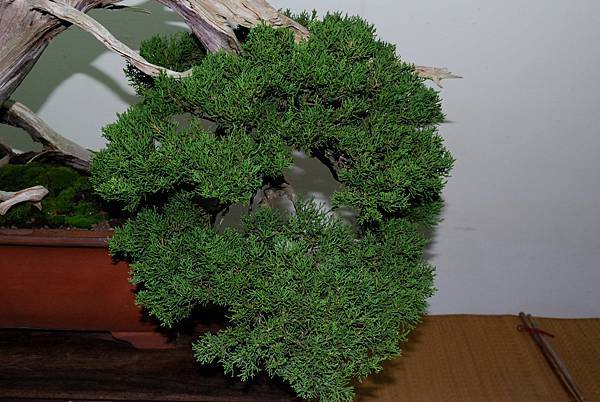 DSC_7242.jpg DSC_7242.jpg