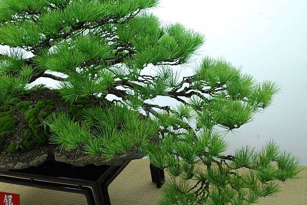 DSC_7248.jpg DSC_7248.jpg