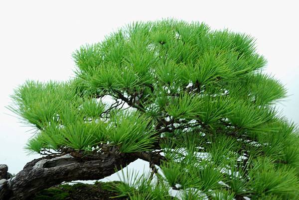 DSC_7250.jpg DSC_7250.jpg