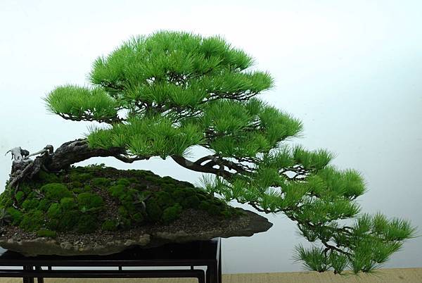 DSC_7249.jpg DSC_7249.jpg