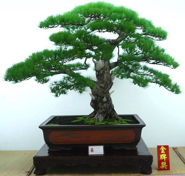 DSC_7252.jpg DSC_7252.jpg