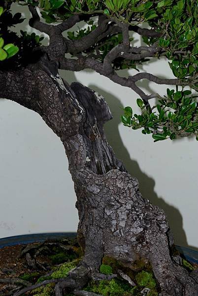 DSC_7272.jpg DSC_7272.jpg