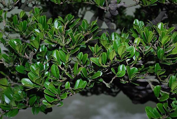 DSC_7274.jpg DSC_7274.jpg