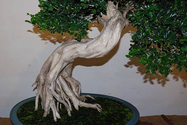 DSC_7286.jpg DSC_7286.jpg