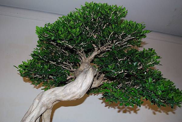 DSC_7289.jpg DSC_7289.jpg