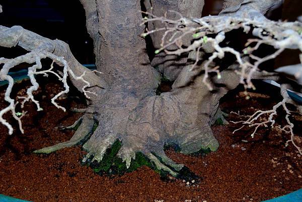 DSC_7293.jpg DSC_7293.jpg