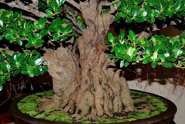 DSC_7301.jpg DSC_7301.jpg