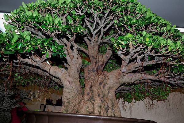 DSC_7302.jpg DSC_7302.jpg