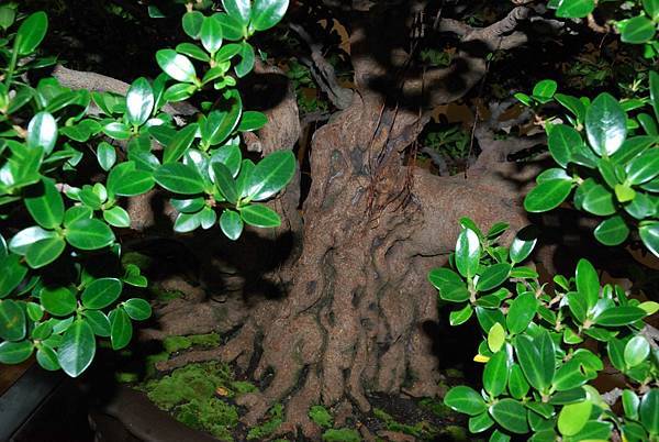 DSC_7303.jpg DSC_7303.jpg