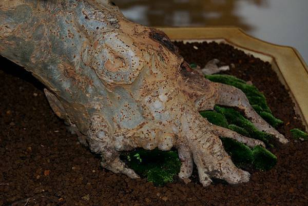 DSC_7309.jpg DSC_7309.jpg