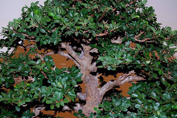 DSC_7311.jpg DSC_7311.jpg