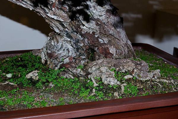 DSC_7313.jpg DSC_7313.jpg