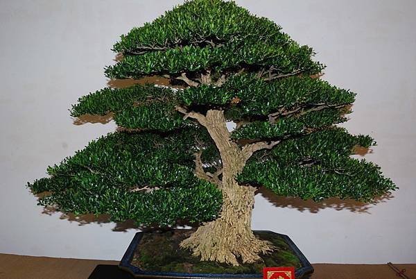 DSC_7320.jpg DSC_7320.jpg