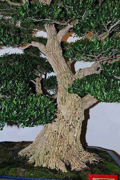 DSC_7319.jpg DSC_7319.jpg