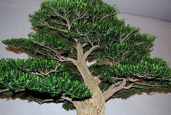 DSC_7321.jpg DSC_7321.jpg