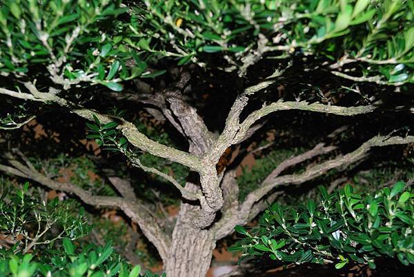 DSC_7322.jpg DSC_7322.jpg