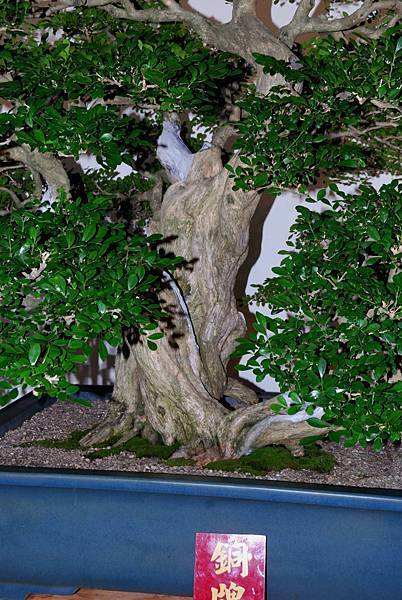 DSC_7325.jpg DSC_7325.jpg