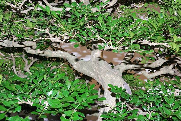 DSC_7327.jpg DSC_7327.jpg