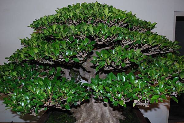 DSC_7331.jpg DSC_7331.jpg