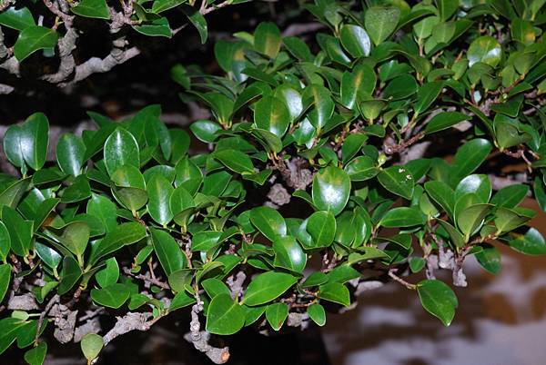 DSC_7332.jpg DSC_7332.jpg