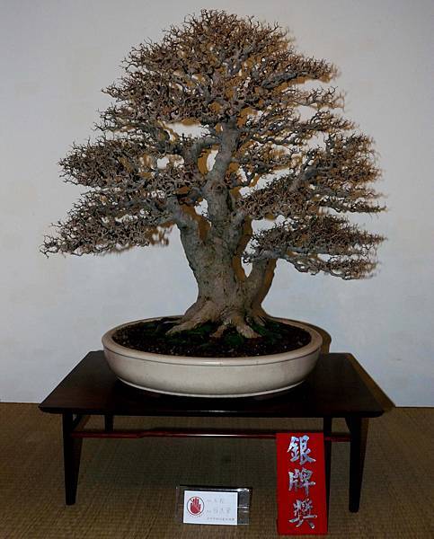 DSC_7333.jpg DSC_7333.jpg