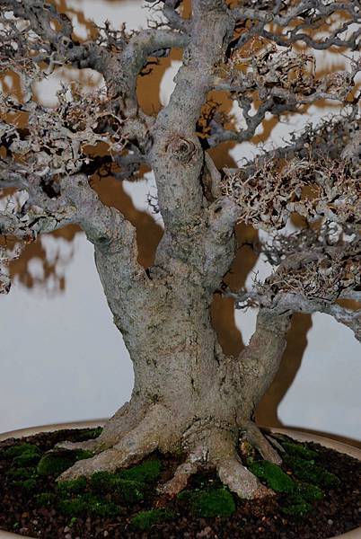 DSC_7335.jpg DSC_7335.jpg