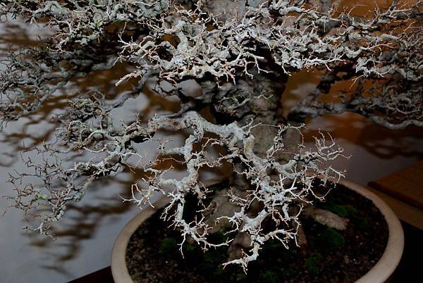 DSC_7337.jpg DSC_7337.jpg