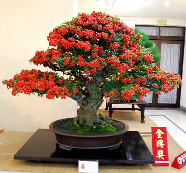 DSC_7340.jpg DSC_7340.jpg