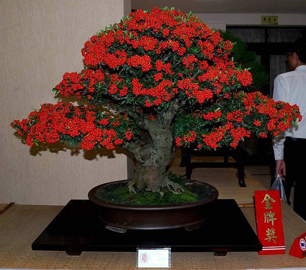 DSC_7338.jpg DSC_7338.jpg