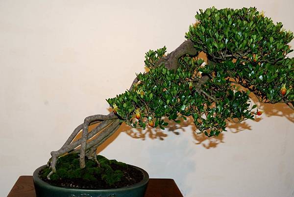 DSC_7348.jpg DSC_7348.jpg