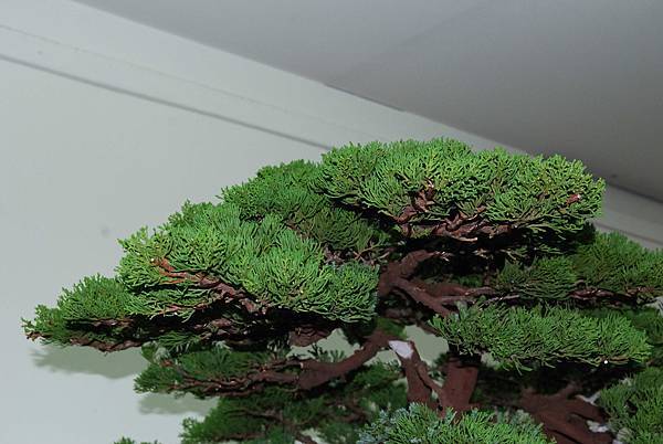 DSC_7370.jpg DSC_7370.jpg