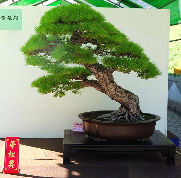 DSC_5908.jpg DSC_5908.jpg