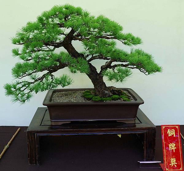 DSC_5931.jpg DSC_5931.jpg