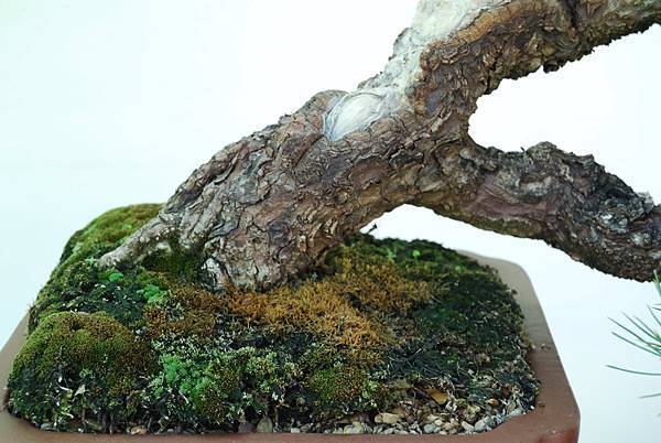 DSC_5953.jpg DSC_5953.jpg