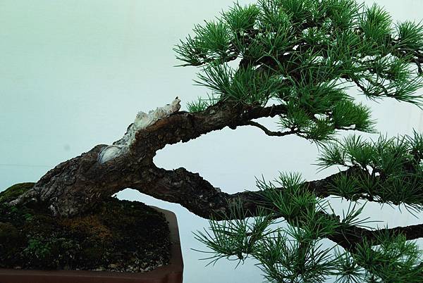 DSC_5955.jpg DSC_5955.jpg