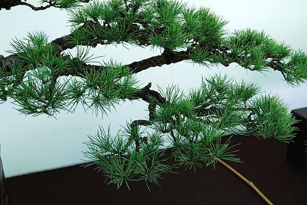 DSC_5957.jpg DSC_5957.jpg