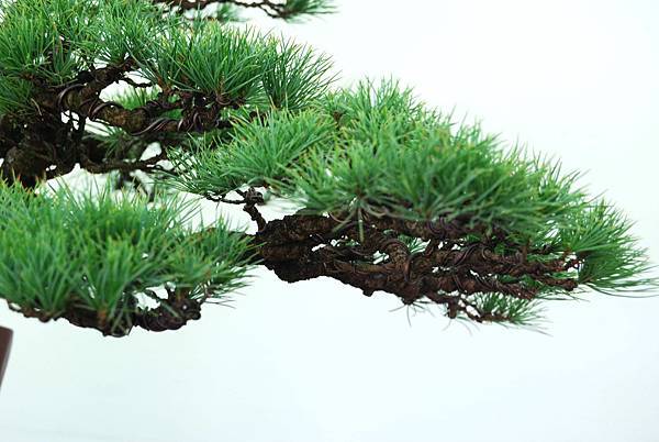 DSC_5961.jpg DSC_5961.jpg