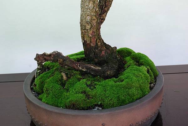 DSC_5966.jpg DSC_5966.jpg