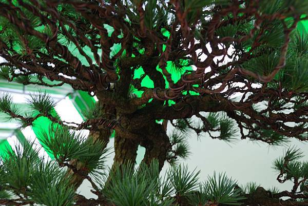 DSC_5971.jpg DSC_5971.jpg