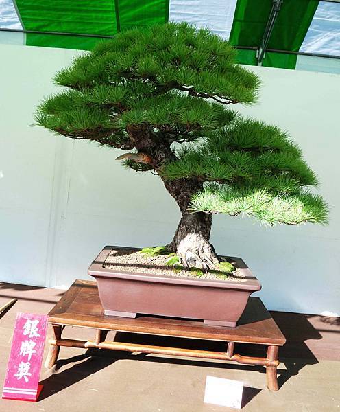 DSC_5976.jpg DSC_5976.jpg